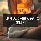 法斗犬和巴哥犬有什么区别？（图4）