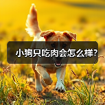 小狗只吃肉会怎么样？（图1）