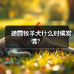 德国牧羊犬什么时候发情？（图2）
