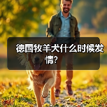 德国牧羊犬什么时候发情？（图1）
