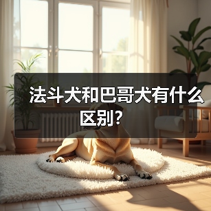 法斗犬和巴哥犬有什么区别？（图1）