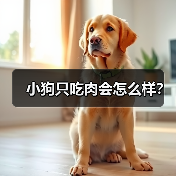 小狗只吃肉会怎么样？（图3）