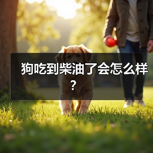 狗吃到柴油了会怎么样？（图2）