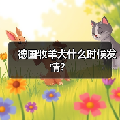 德国牧羊犬什么时候发情？（图4）