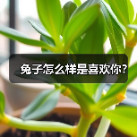 兔子怎么样是喜欢你？（图3）
