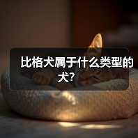 比格犬属于什么类型的犬？（图2）