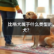 比格犬属于什么类型的犬？（图1）