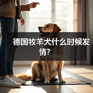 德国牧羊犬什么时候发情？（图3）