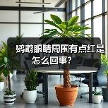 鹦鹉眼睛周围有点红是怎么回事？（图2）