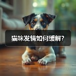 猫咪发情如何缓解？（图4）