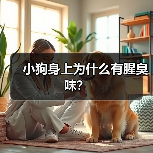小狗身上为什么有腥臭味？（图2）