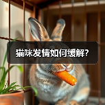 猫咪发情如何缓解？（图2）