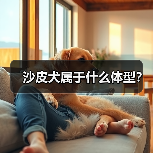 沙皮犬属于什么体型？（图1）