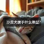 沙皮犬属于什么体型？（图4）