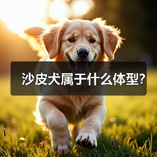 沙皮犬属于什么体型？（图3）