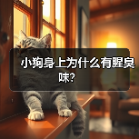小狗身上为什么有腥臭味？（图1）