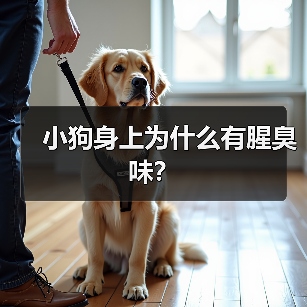 小狗身上为什么有腥臭味？（图3）