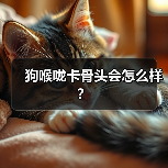 狗喉咙卡骨头会怎么样？（图4）