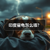 印度星龟怎么喂？（图2）