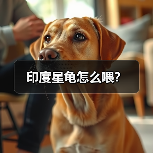 印度星龟怎么喂？（图1）