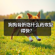 狗狗骨折吃什么药恢复得快？（图1）