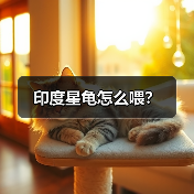 印度星龟怎么喂？（图4）