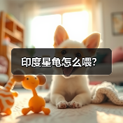 印度星龟怎么喂？（图3）