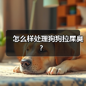 怎么样处理狗狗拉屎臭？（图1）