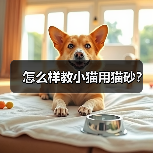 怎么样教小猫用猫砂？（图2）