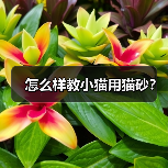怎么样教小猫用猫砂？（图3）