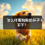 怎么样看狗狗的鼻子干不干？（图4）
