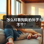 怎么样看狗狗的鼻子干不干？（图3）