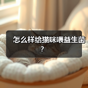 怎么样给猫咪喂益生菌？（图4）