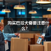 购买巴哥犬需要注意什么？（图1）