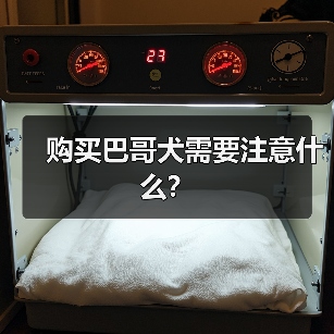 购买巴哥犬需要注意什么？（图2）