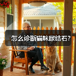怎么诊断猫咪尿结石？（图1）