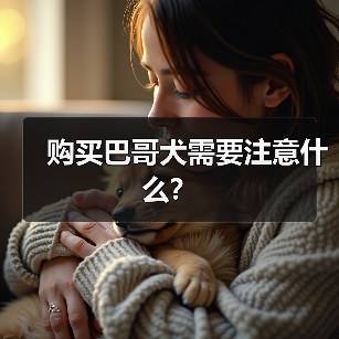 购买巴哥犬需要注意什么？（图4）