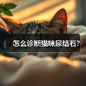 怎么诊断猫咪尿结石？（图2）
