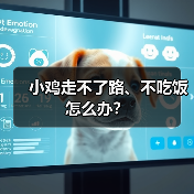 小鸡走不了路、不吃饭怎么办？（图1）