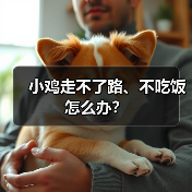 小鸡走不了路、不吃饭怎么办？（图3）
