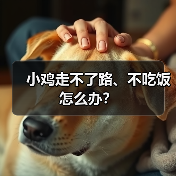 小鸡走不了路、不吃饭怎么办？（图4）
