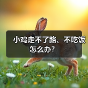 小鸡走不了路、不吃饭怎么办？（图2）