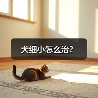 犬细小怎么治？（图1）