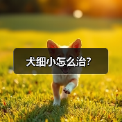 犬细小怎么治？（图2）