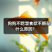 狗狗不吃饭食欲不振是什么原因？（图1）