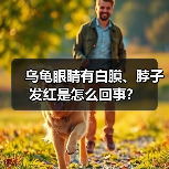 乌龟眼睛有白膜、脖子发红是怎么回事？（图4）
