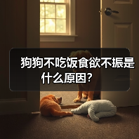 狗狗不吃饭食欲不振是什么原因？（图3）