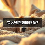 怎么判断猫咪怀孕？（图1）