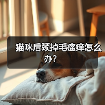 猫咪后颈掉毛瘙痒怎么办？（图1）