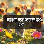 狗狗四天不吃东西怎么办？（图1）